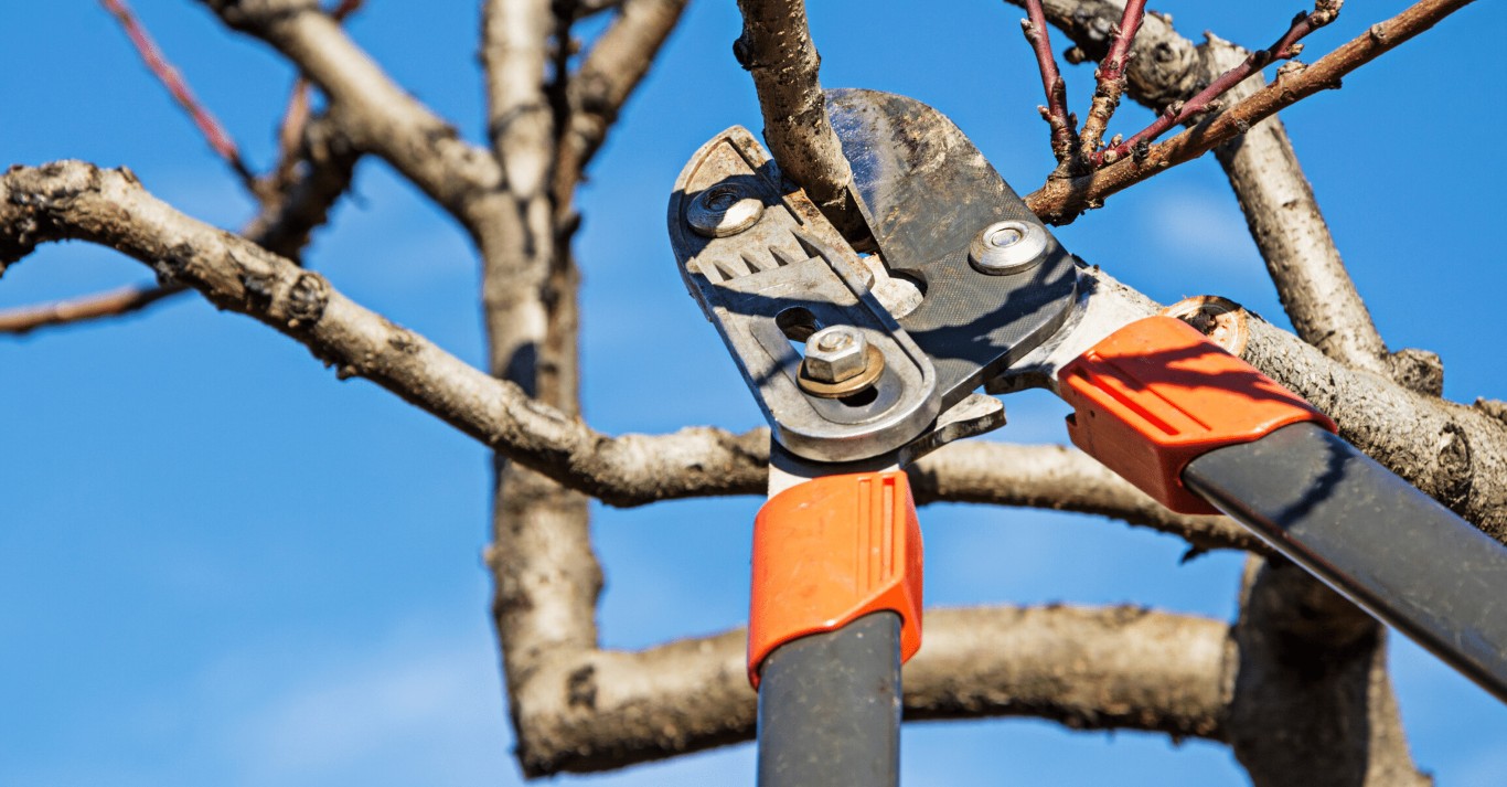 Shrub & Hedge Trimming service in Utica, NY
