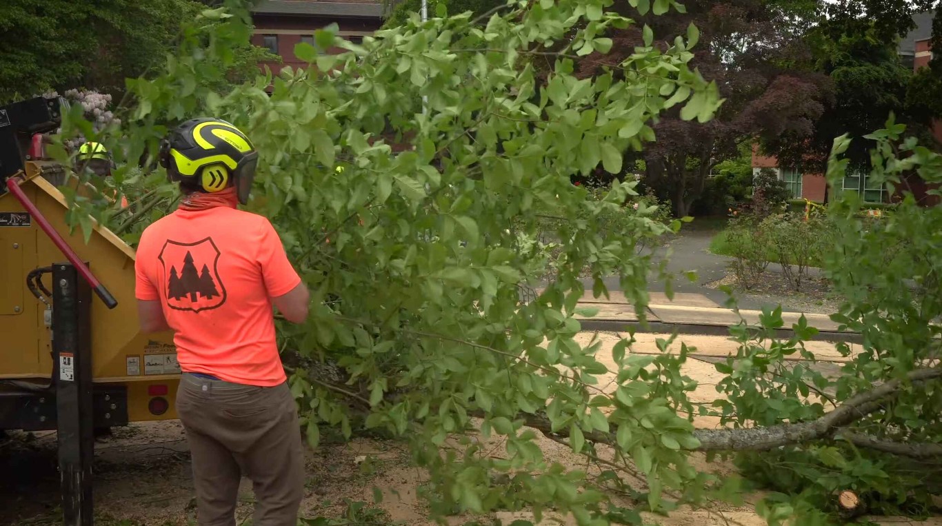 Emergency Tree Services service in Utica, NY