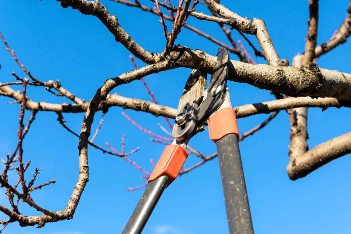 Tree Trimming & Pruning service in Utica, NY