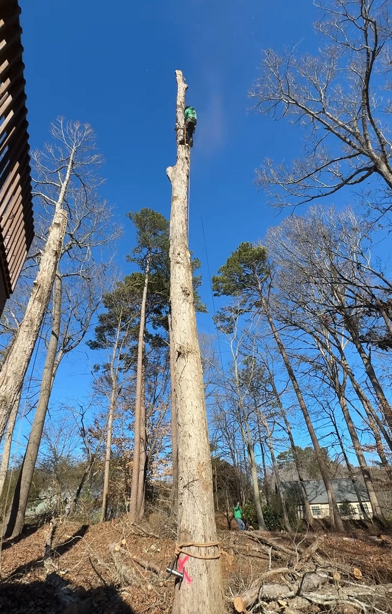 Professional tree climber removing storm-damaged tree branches safely