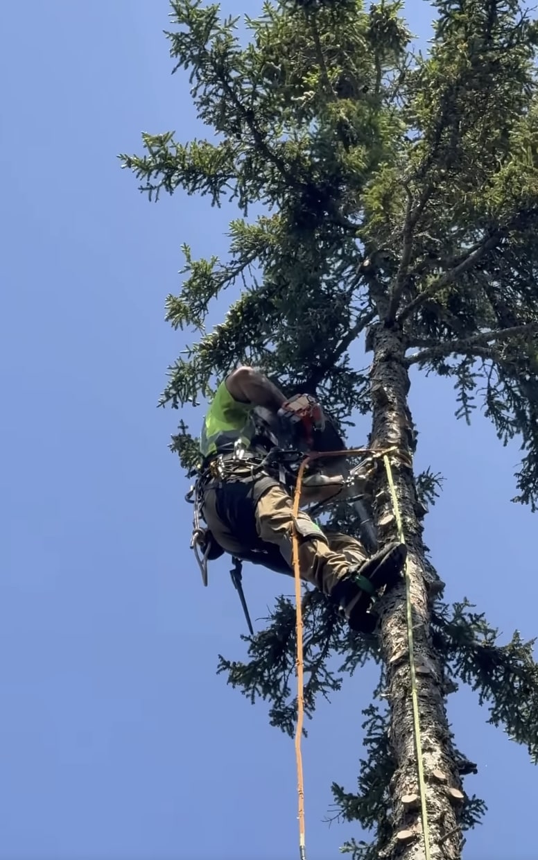 Professional arborist safely climbing and trimming large tree with specialized equipment