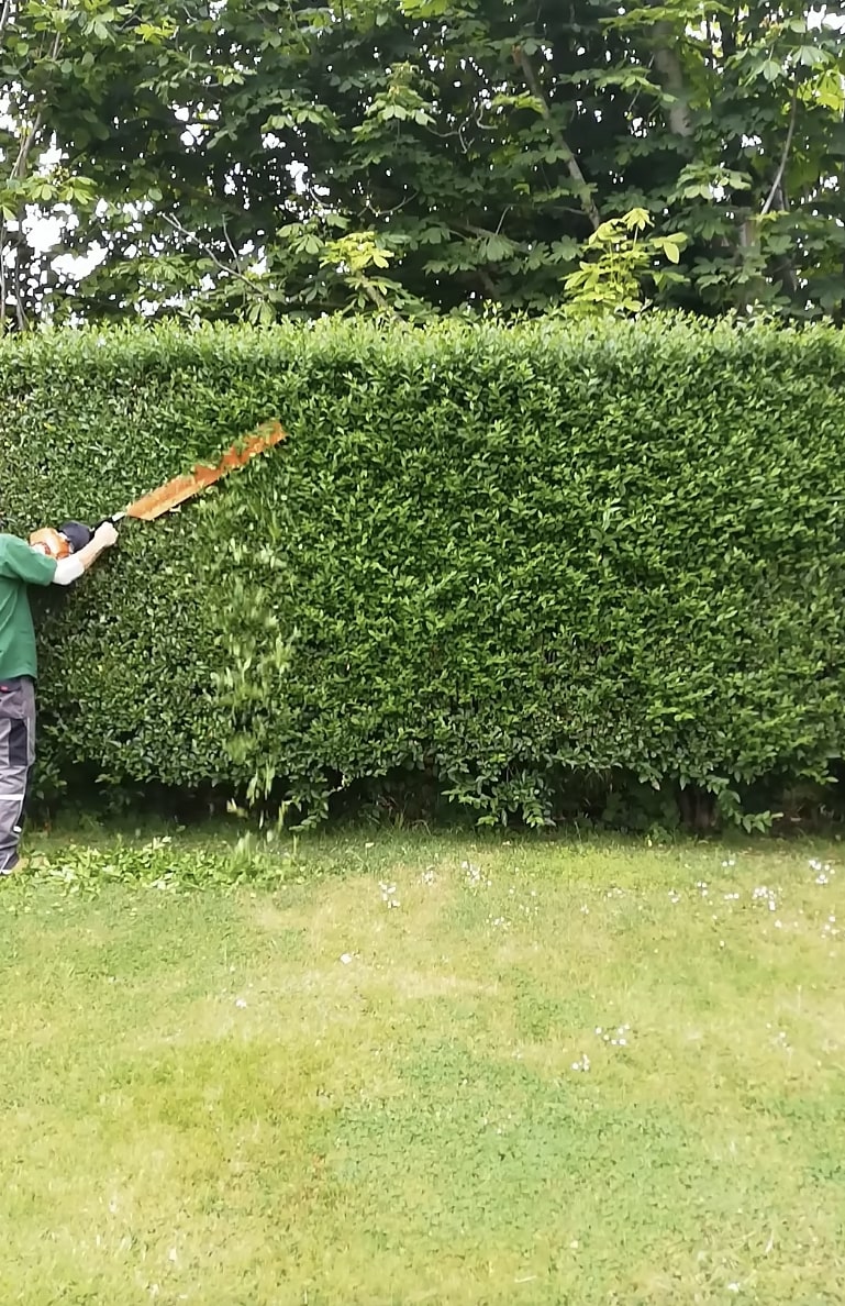 Professional hedge trimming and shrub maintenance services