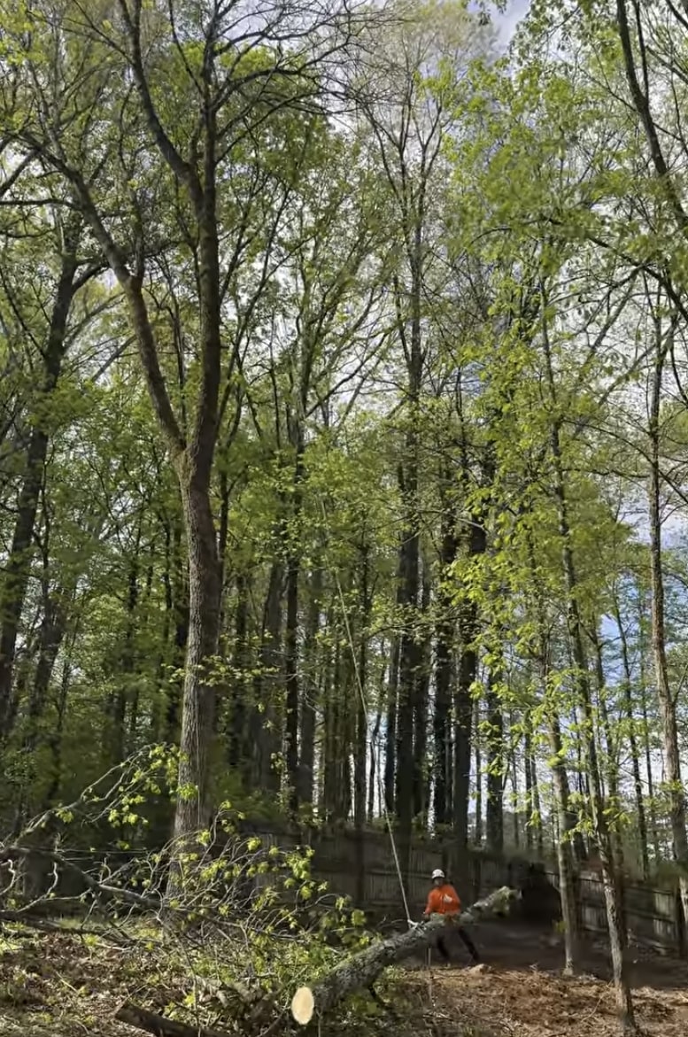 Professional arborist inspecting large trees for safety hazards and health assessment