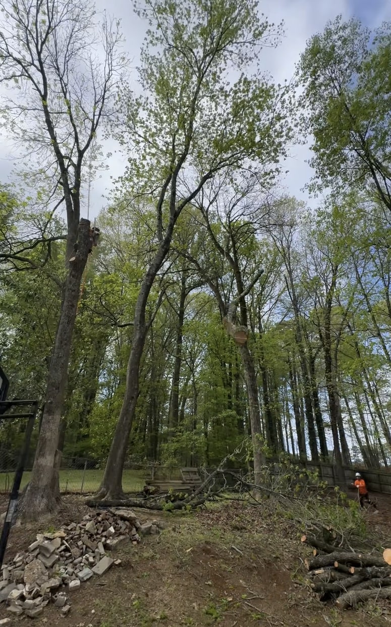 Completed tree service project showing clean property and professional results